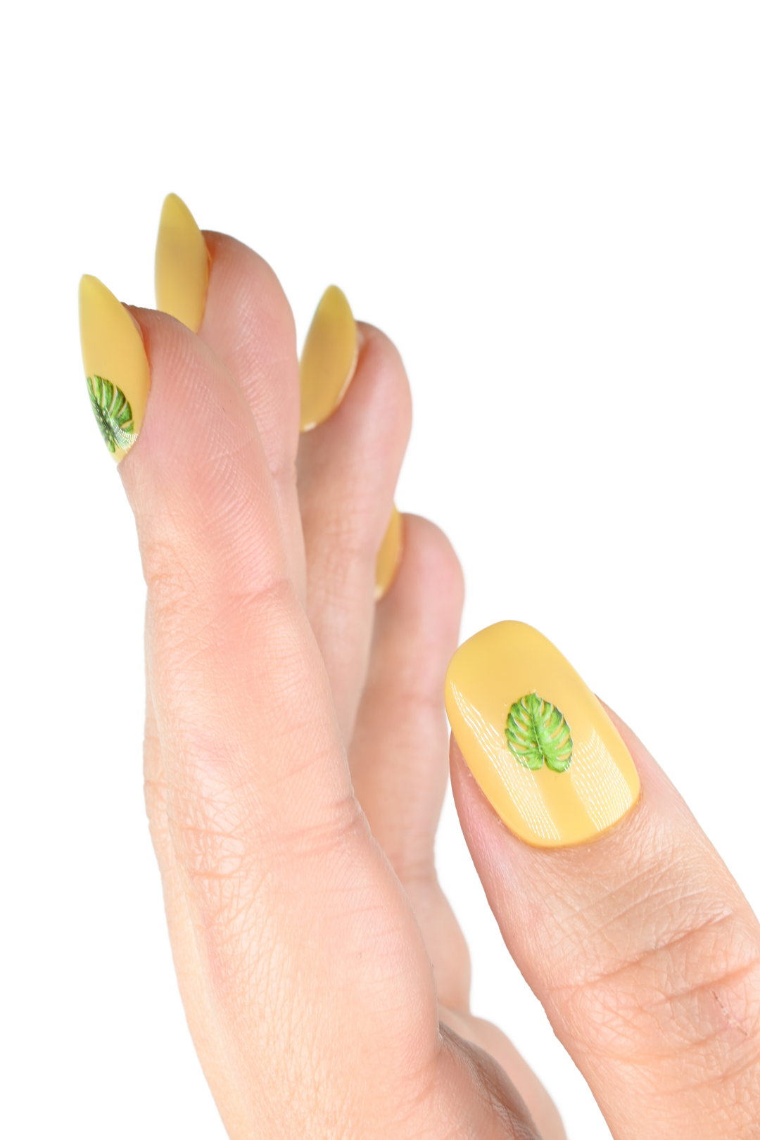 Mango Season