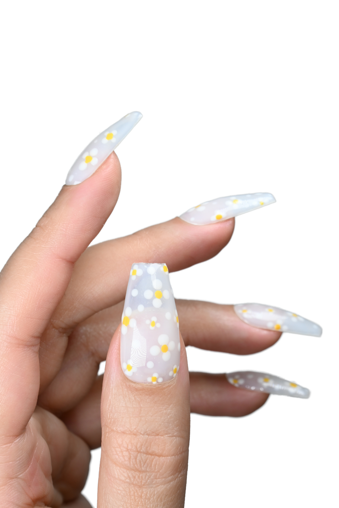 Daisies