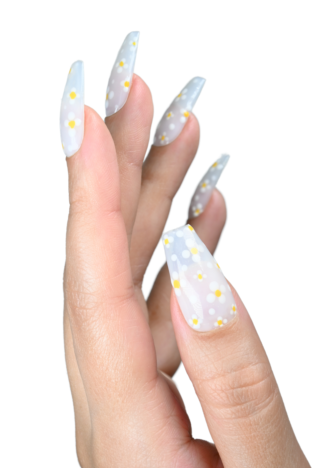 Daisies